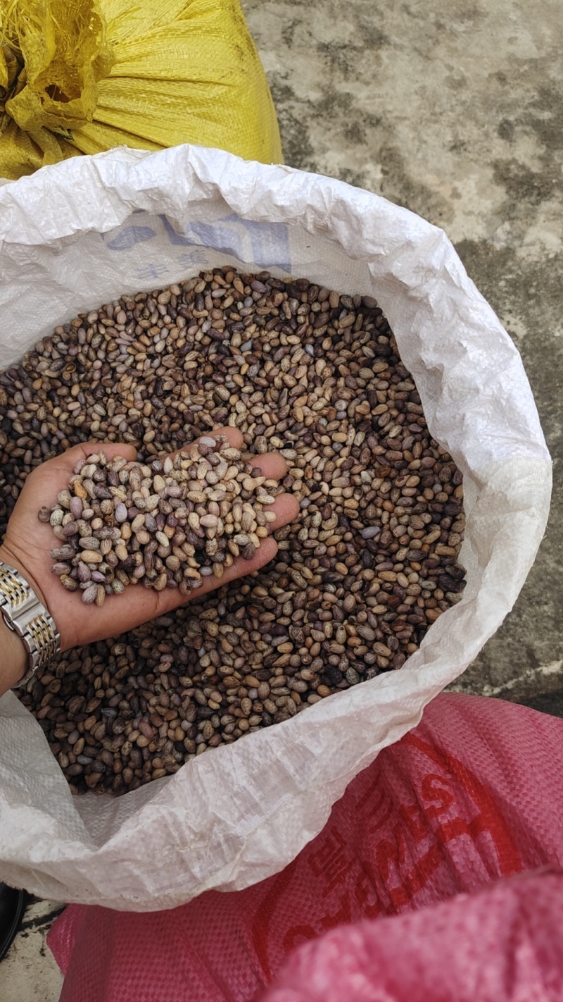 青刺果油