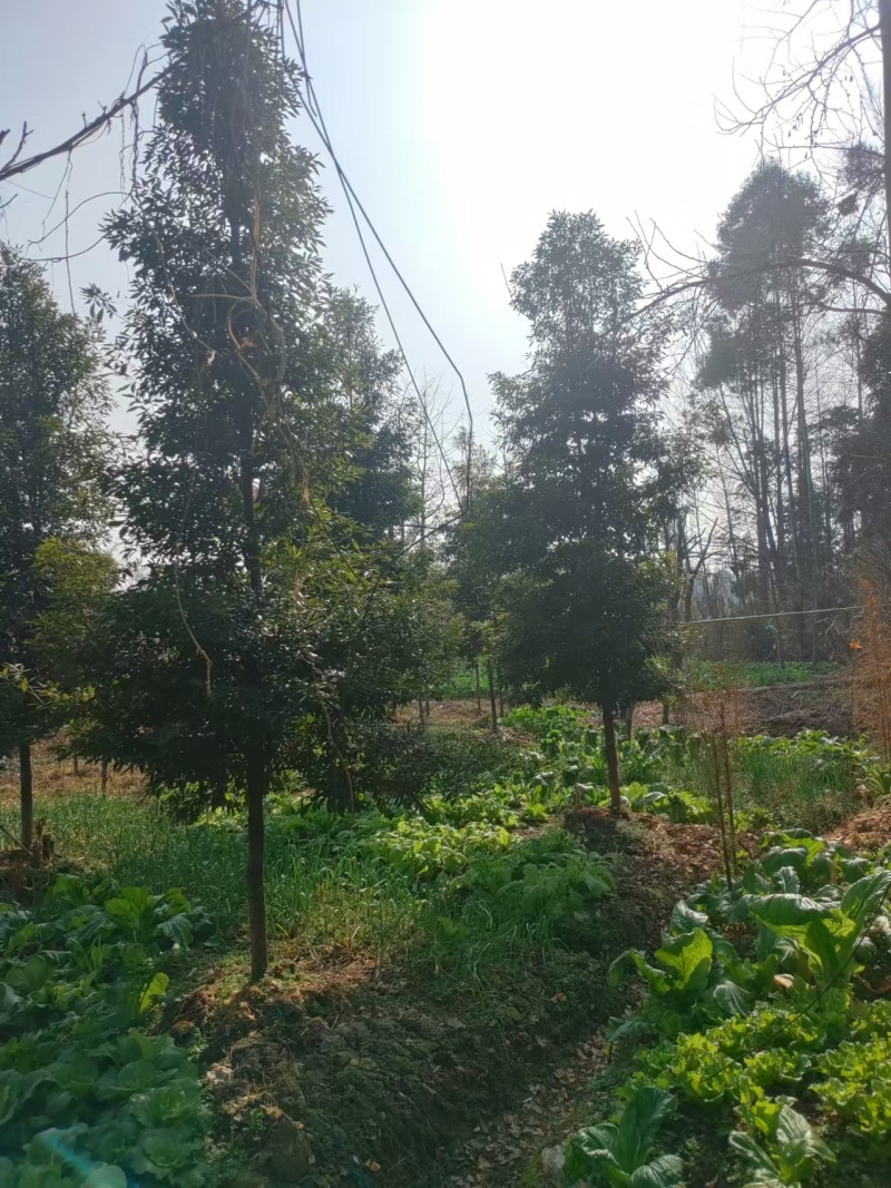 地径5公分小叶桢楠金丝楠木树苗