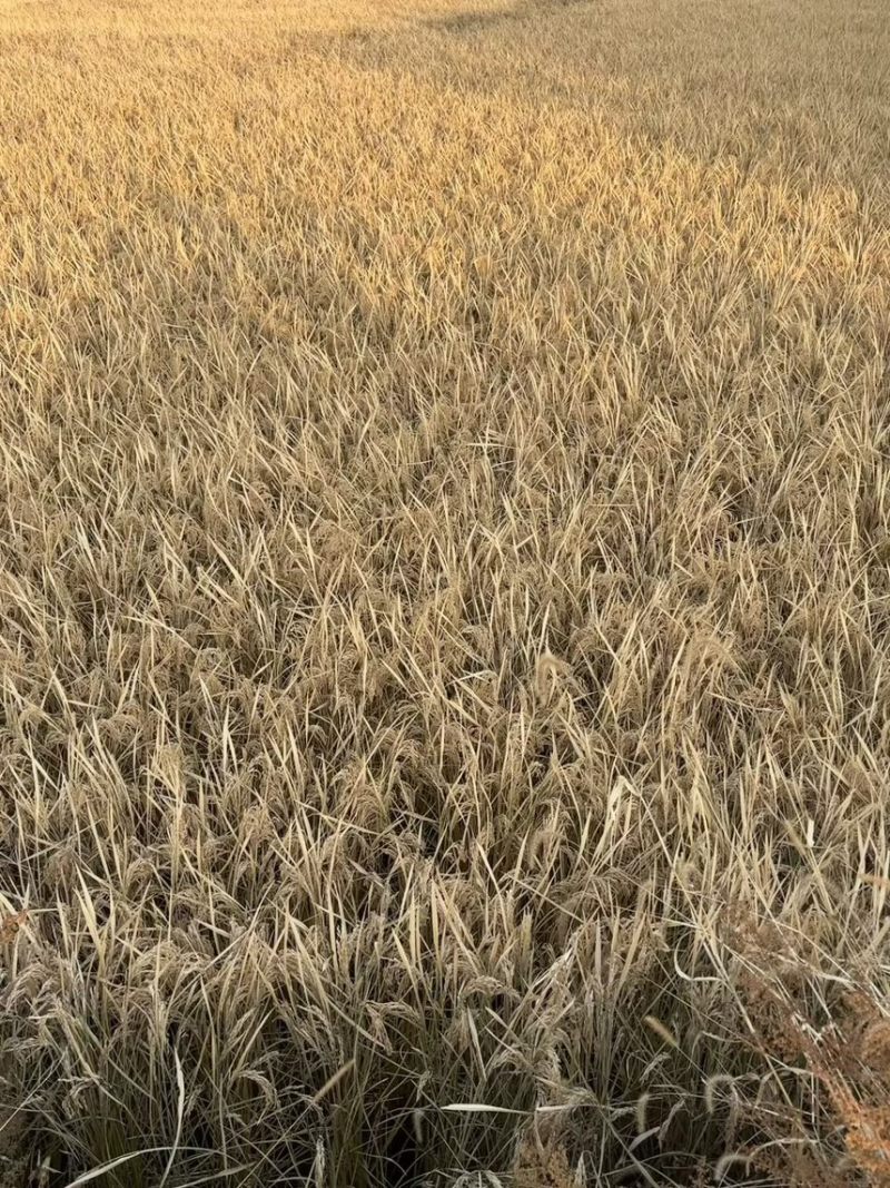 双城区单城镇赵泡屯大米，纯河水灌溉