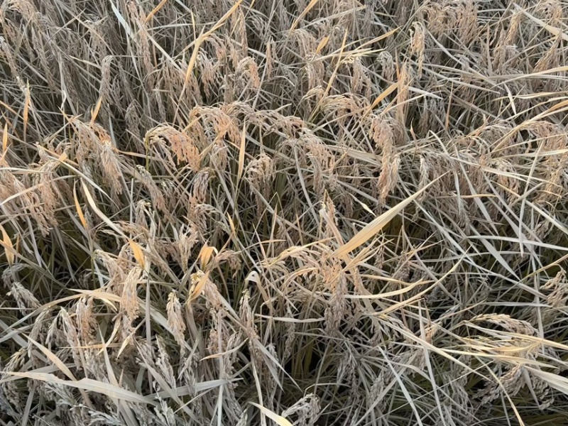 双城区单城镇赵泡屯大米，纯河水灌溉