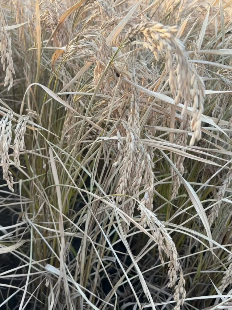 双城区单城镇赵泡屯大米，纯河水灌溉