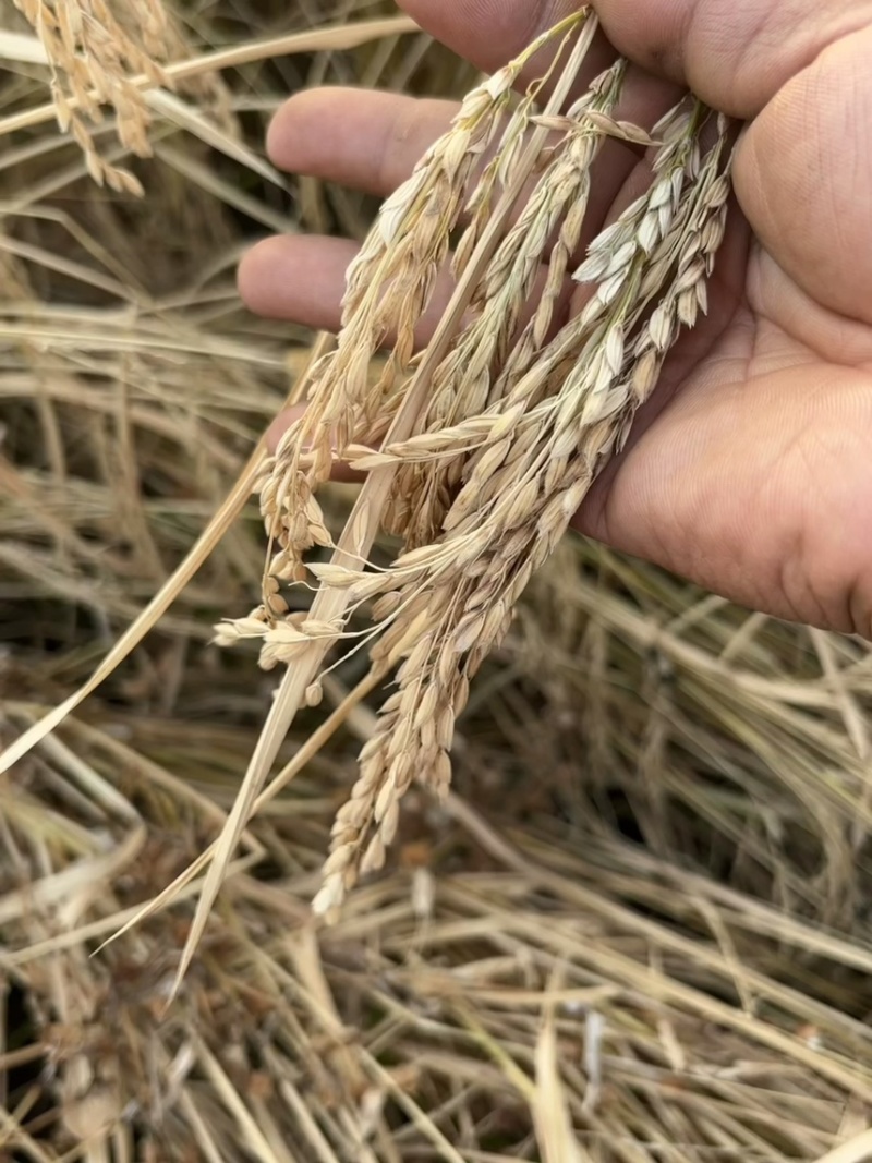 双城区单城镇赵泡屯大米，纯河水灌溉
