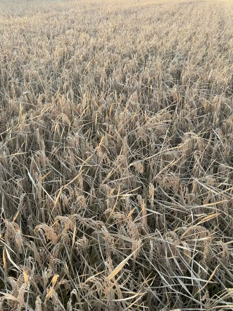 双城区单城镇赵泡屯大米，纯河水灌溉