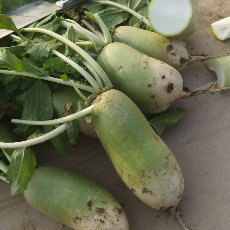 青萝卜大量上市量大，价格不高，，，，，，，，，，，，，，
