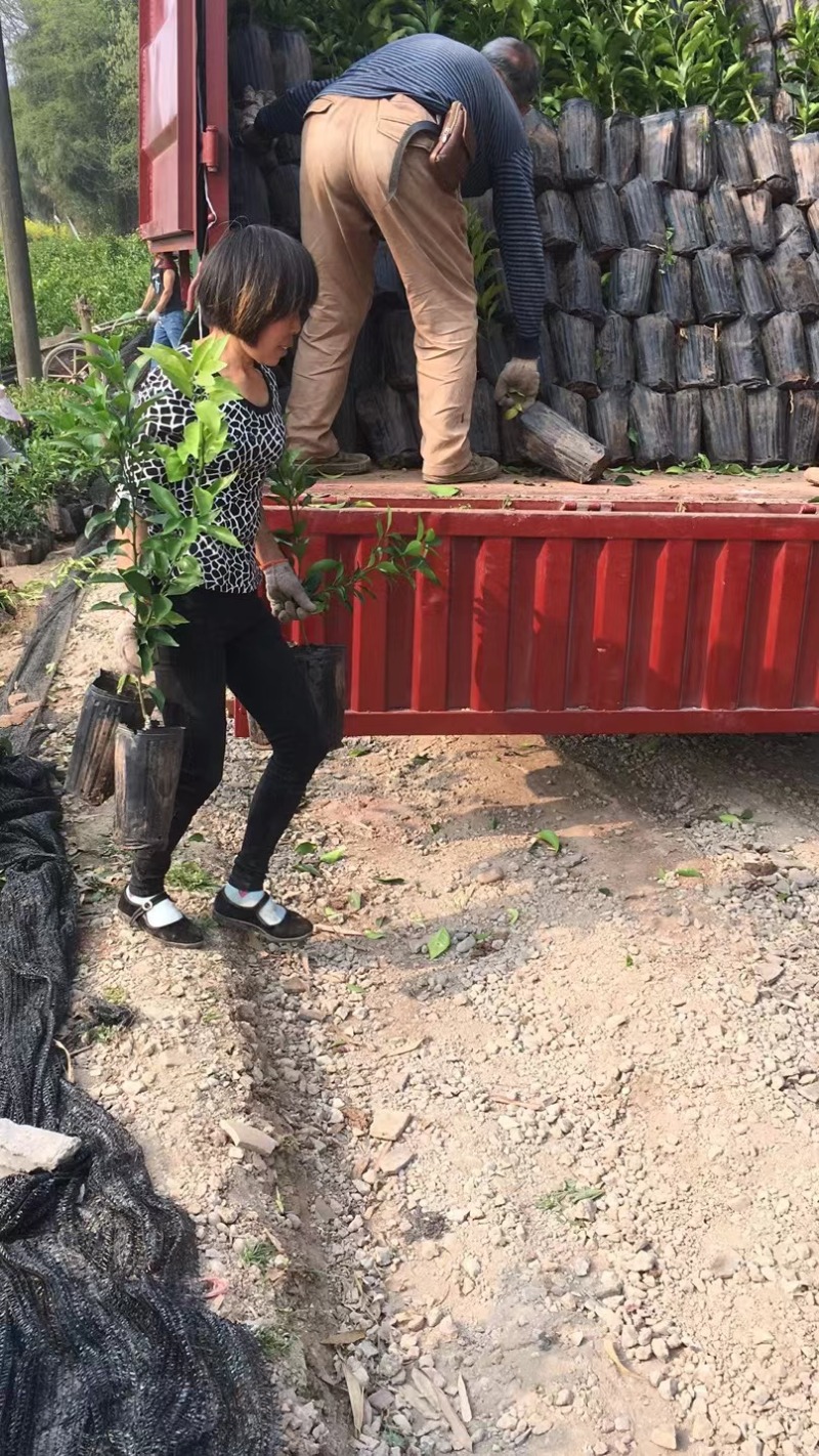 本苗场出售各种柑橘苗，裸根苗，杯苗。苗优价美诚信合作