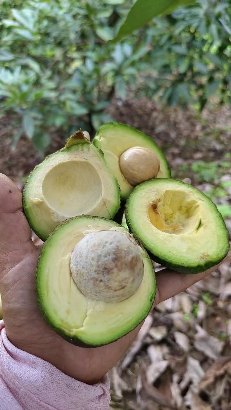 云南德宏牛油果大量上市一手货源，对接商超市场电商代发