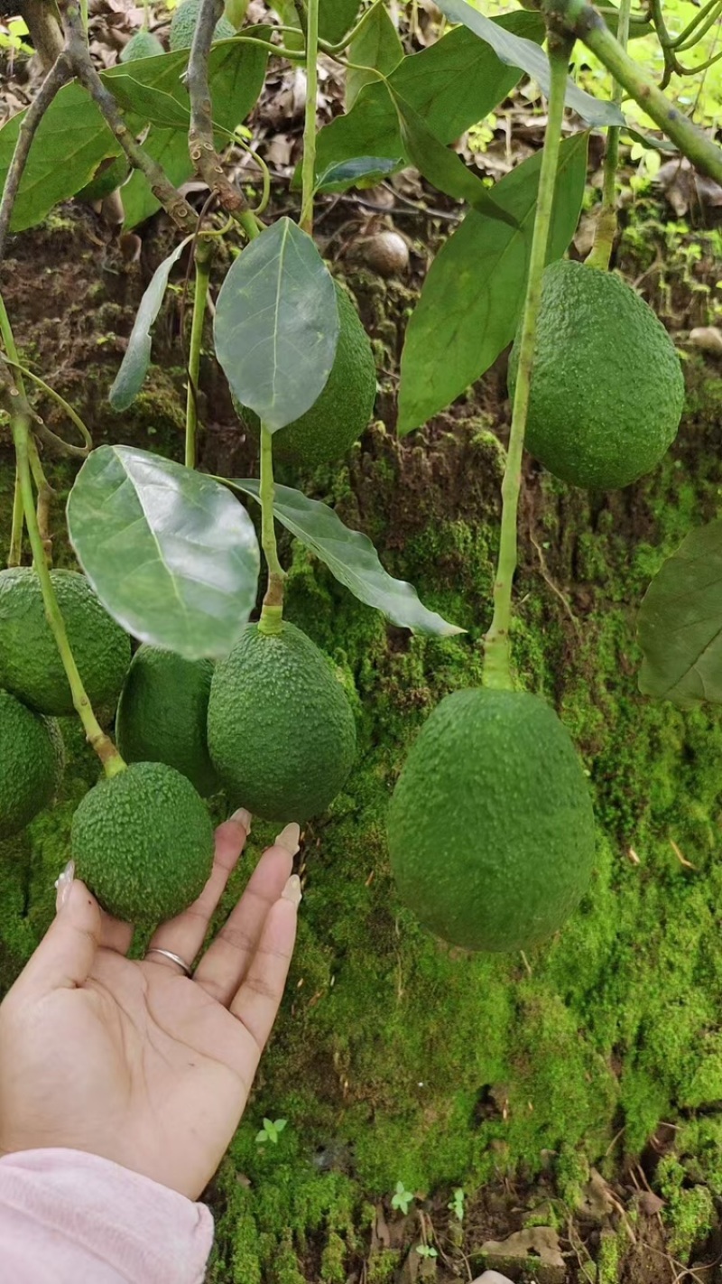 云南德宏牛油果大量上市一手货源，对接商超市场电商代发