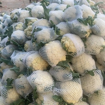 青梗白面花菜大量有货有需要的联系定金留货