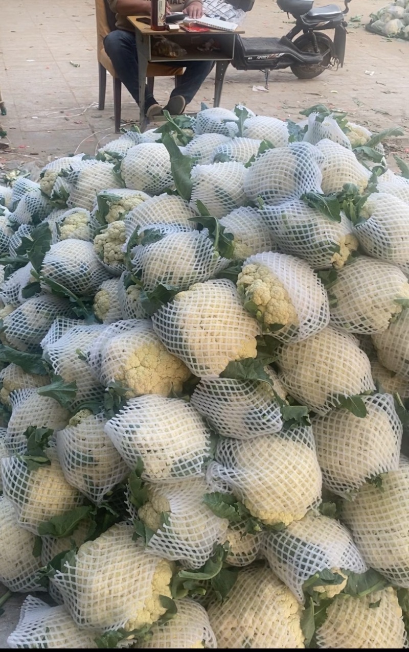 青梗白面花菜大量有货有需要的联系定金留货