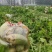青萝卜大量上市量大，价格不高，，，，，，，，，，，，，，