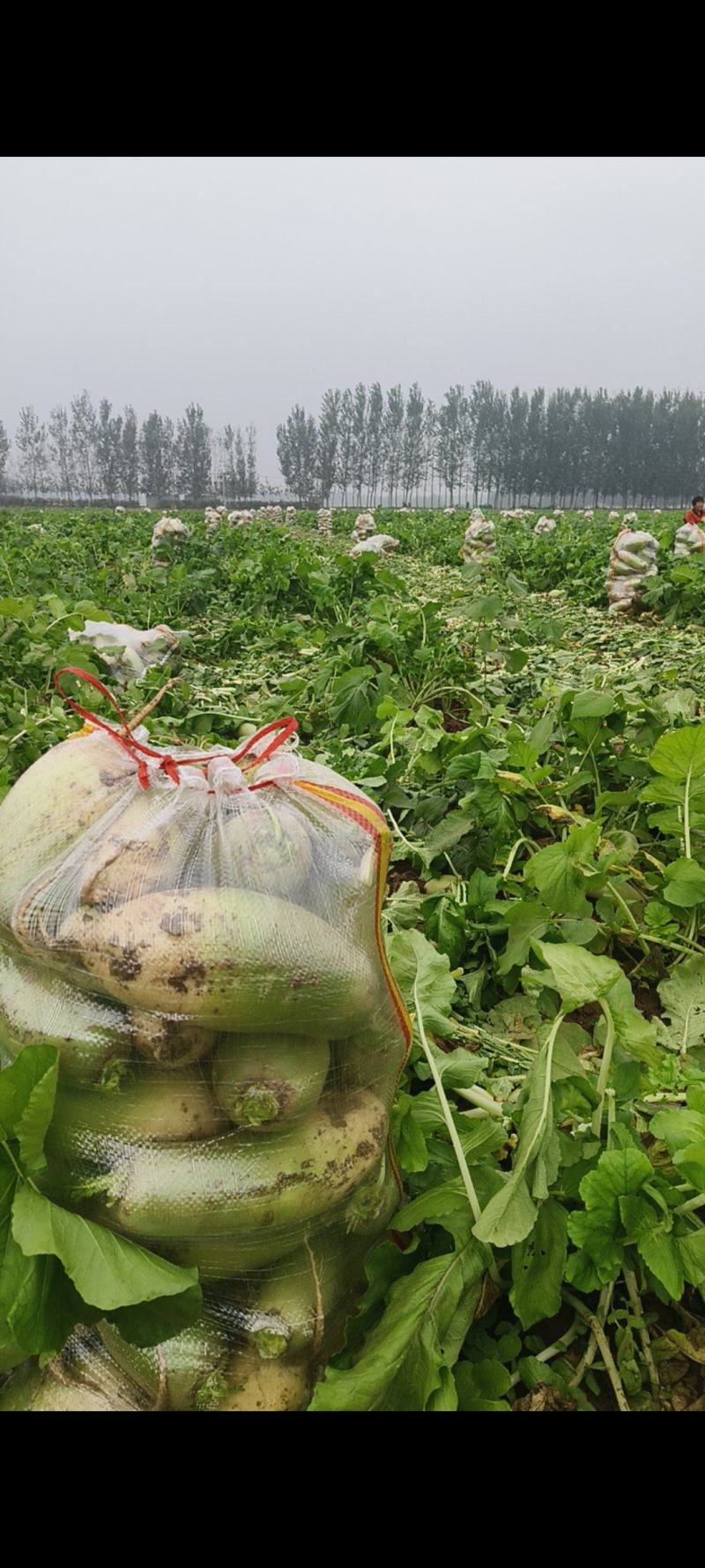 青萝卜大量上市量大，价格不高，，，，，，，，，，，，，，