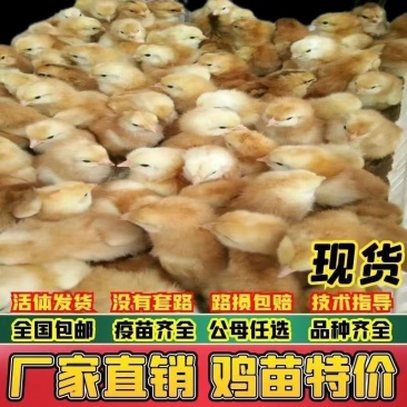 三黄土鸡苗大量供应中，成活率高，技术指导，欢迎电话联系。