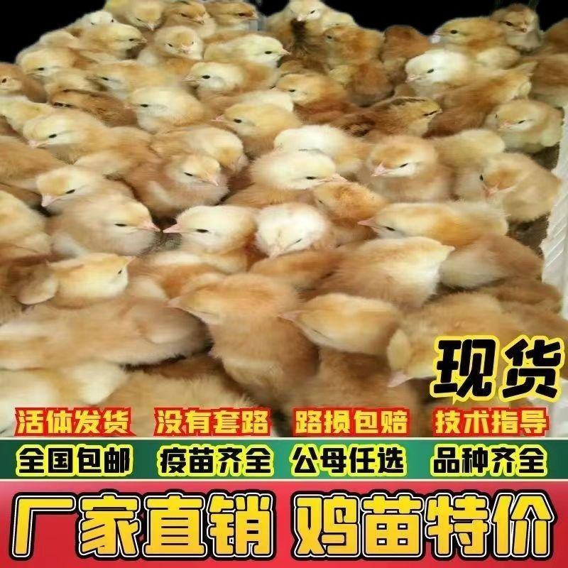 三黄土鸡苗大量供应中，成活率高，技术指导，欢迎电话联系。
