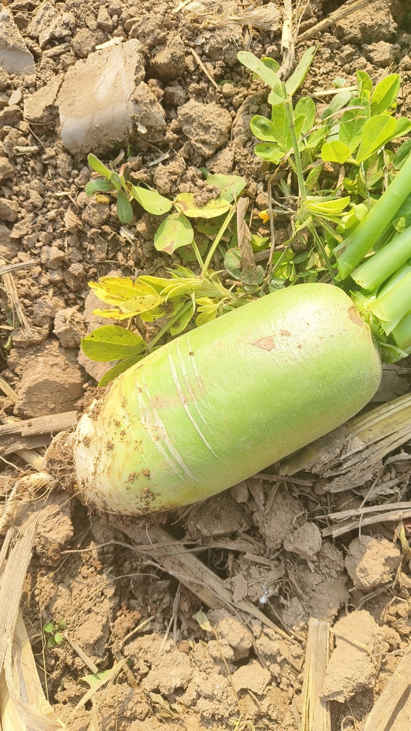 青萝卜大量上市量大，价格不高，，，，，，，，，，，，，，