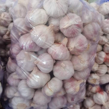 山东金乡紫皮大蒜，颜色皮红，瓣饱满，品质保证，产地直发！