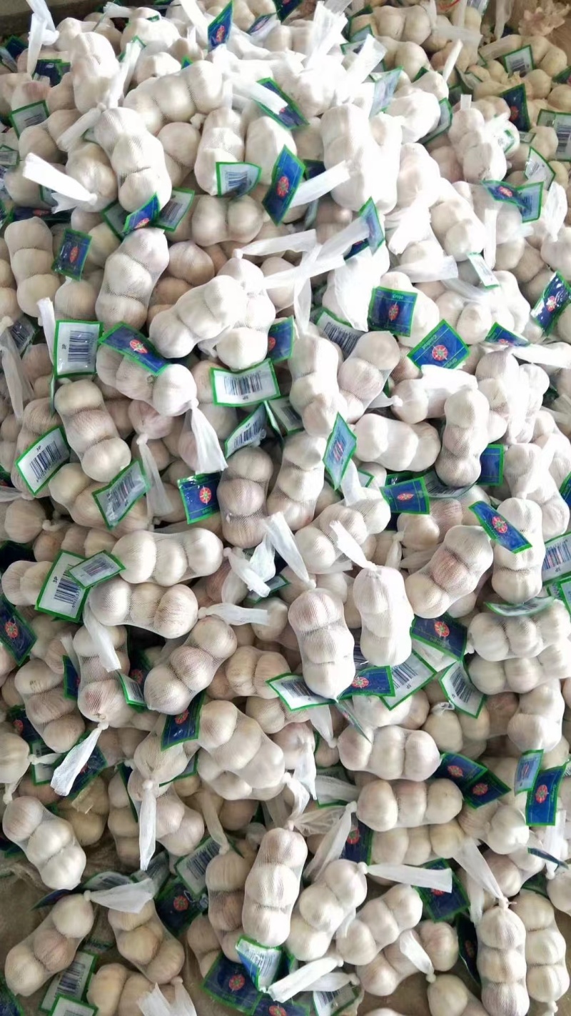 山东金乡紫皮大蒜，颜色皮红，瓣饱满，品质保证，产地直发！