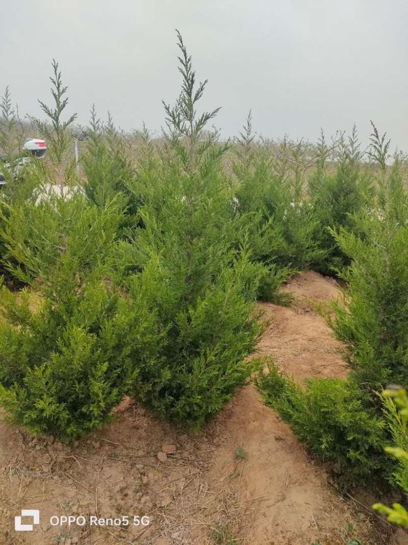 蜀桧山西运城苗木基地，欢迎全国各地采购商前来咨询