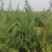蜀桧山西运城苗木基地，欢迎全国各地采购商前来咨询