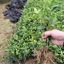 七彩生态农业福选9号基地直发发芽早产量高品质优