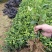 七彩生态农业福选9号基地直发发芽早产量高品质优