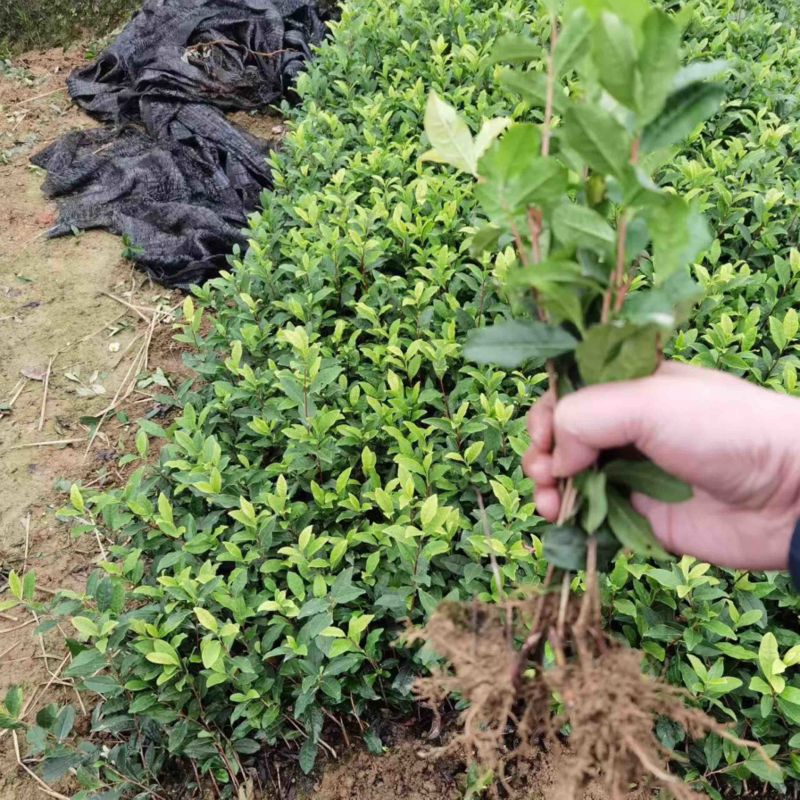七彩生态农业福选9号基地直发发芽早产量高品质优