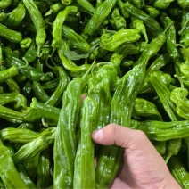 芜湖地区一手货源，苏椒，螺丝椒，红椒，线椒