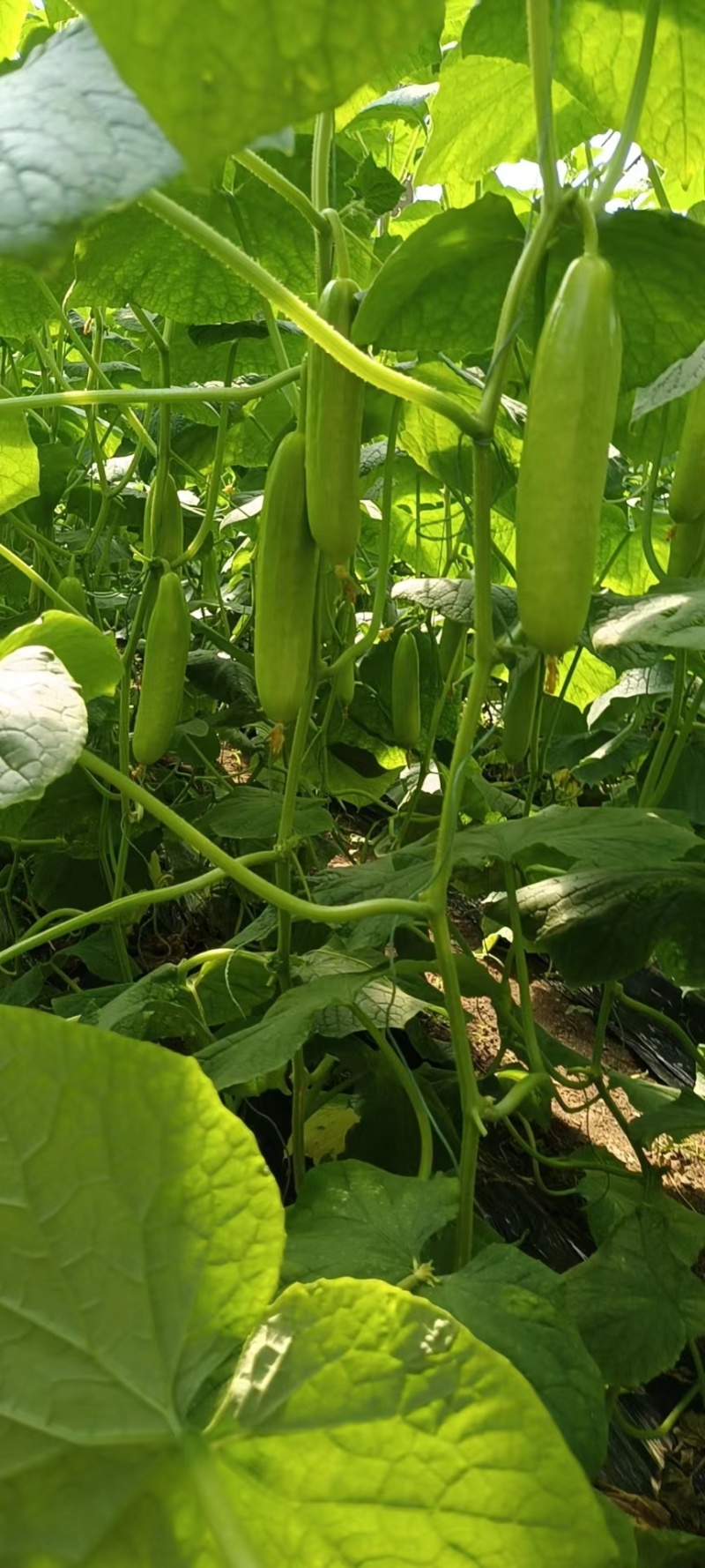 小黄瓜