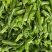 芜湖地区一手货源，苏椒，螺丝椒，红椒，线椒