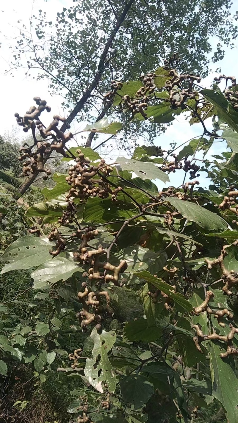 现摘鲜拐枣，去枝鲜拐枣