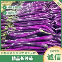山东茄子精品长线茄欢迎各地客户精品长线茄子