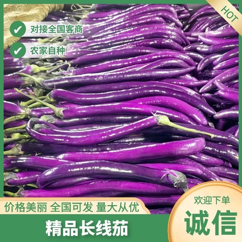 山东茄子精品长线茄欢迎各地客户精品长线茄子
