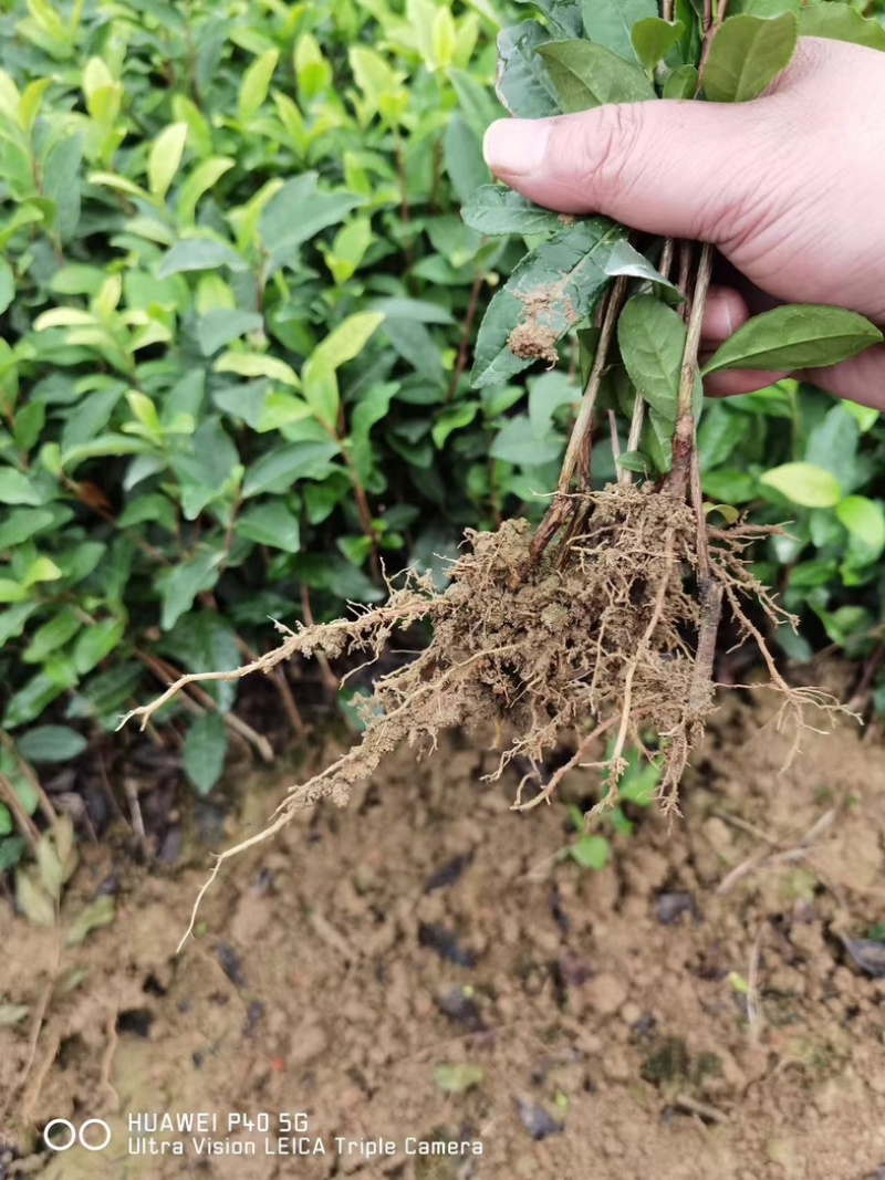 七彩生态农业福选9号基地直发发芽早产量高品质优