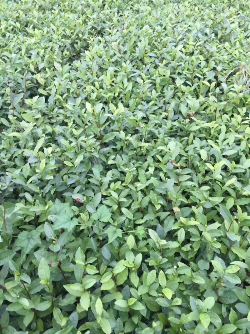 七彩生态农业福选9号基地直发发芽早产量高品质优