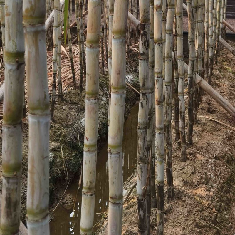 甘蔗甘蔗广东黄金黑皮甘蔗大量供应保质保量欢迎采购