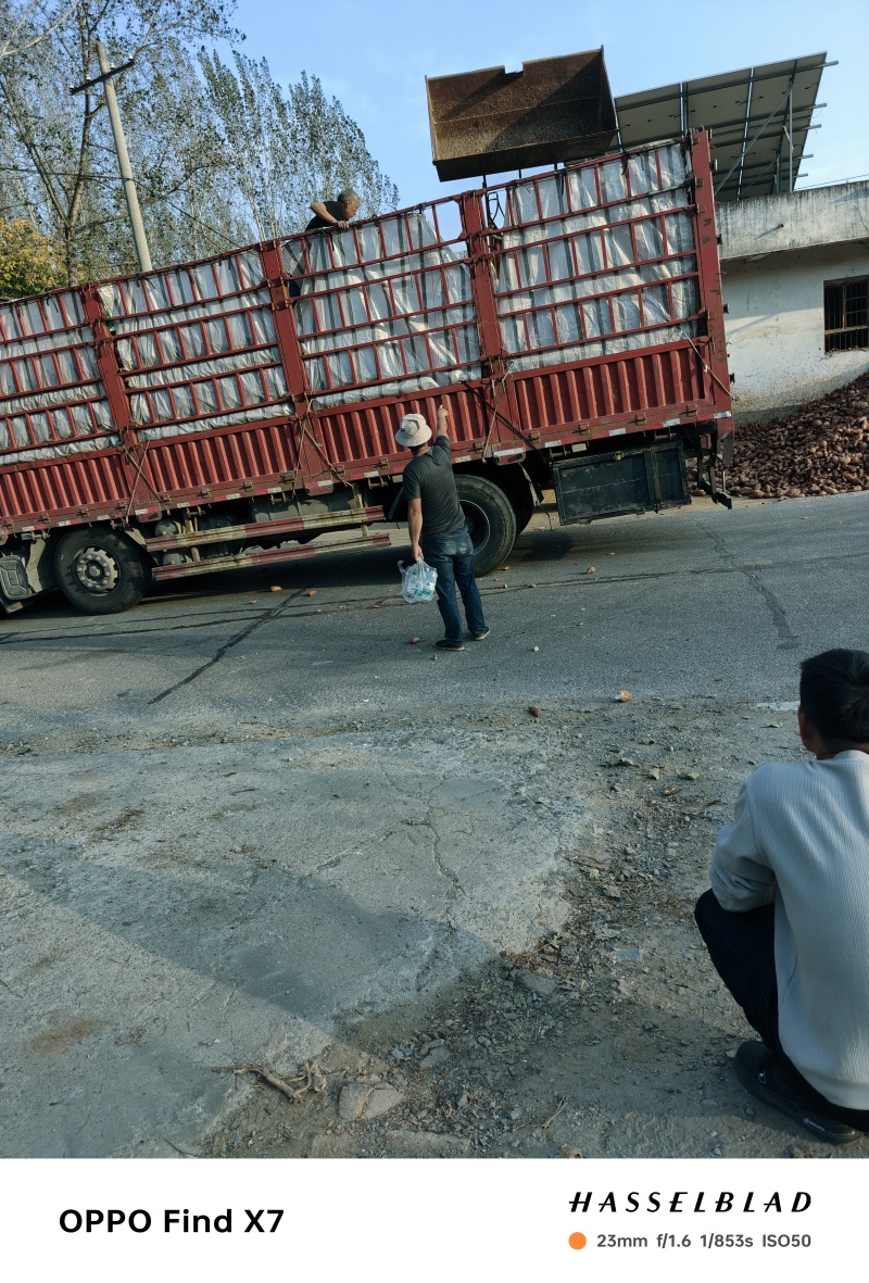 山地红薯粉厂货，1000亩
