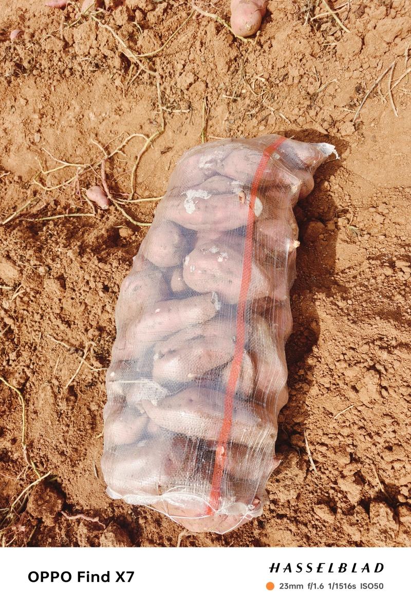 山地红薯粉厂货，1000亩
