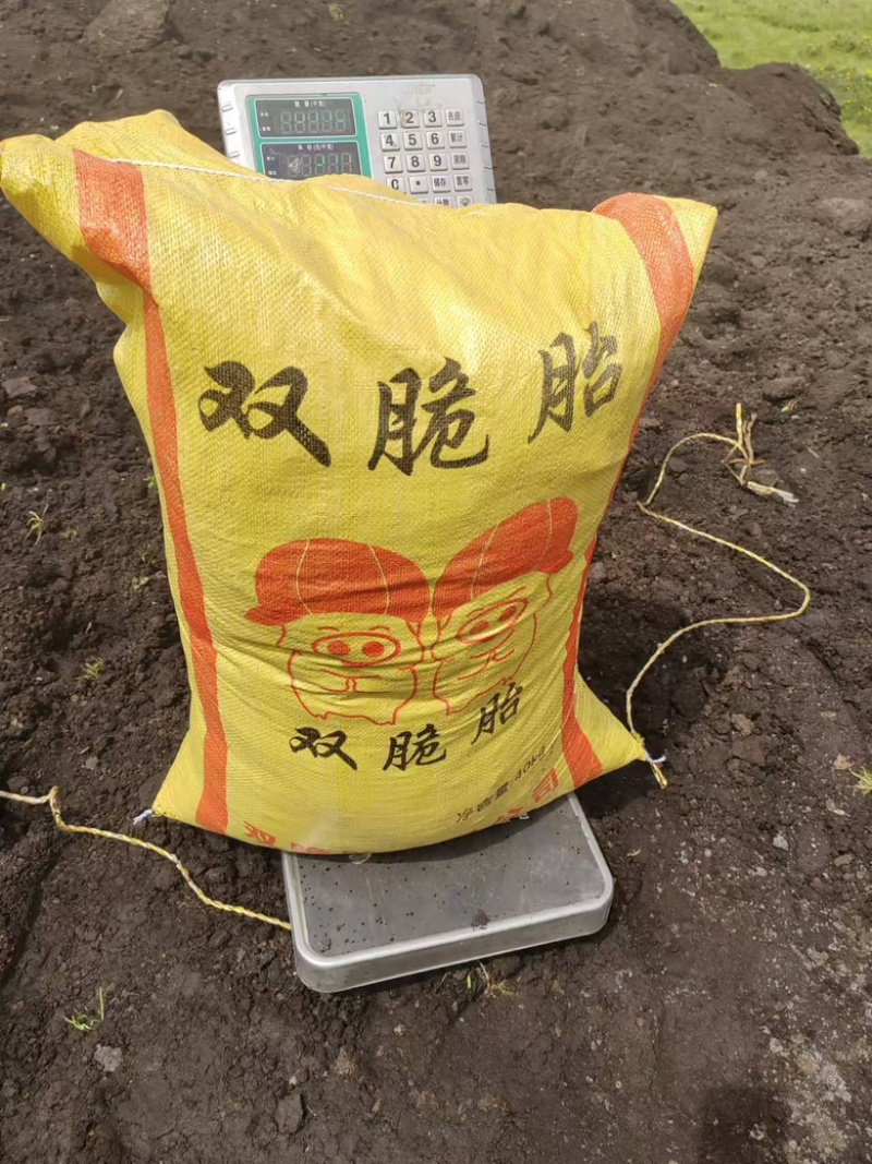 【优质】牛粪大量出货保质保量诚信经营多年老店