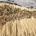 河北山药精品毛山药货源充足价格实惠欢迎联系