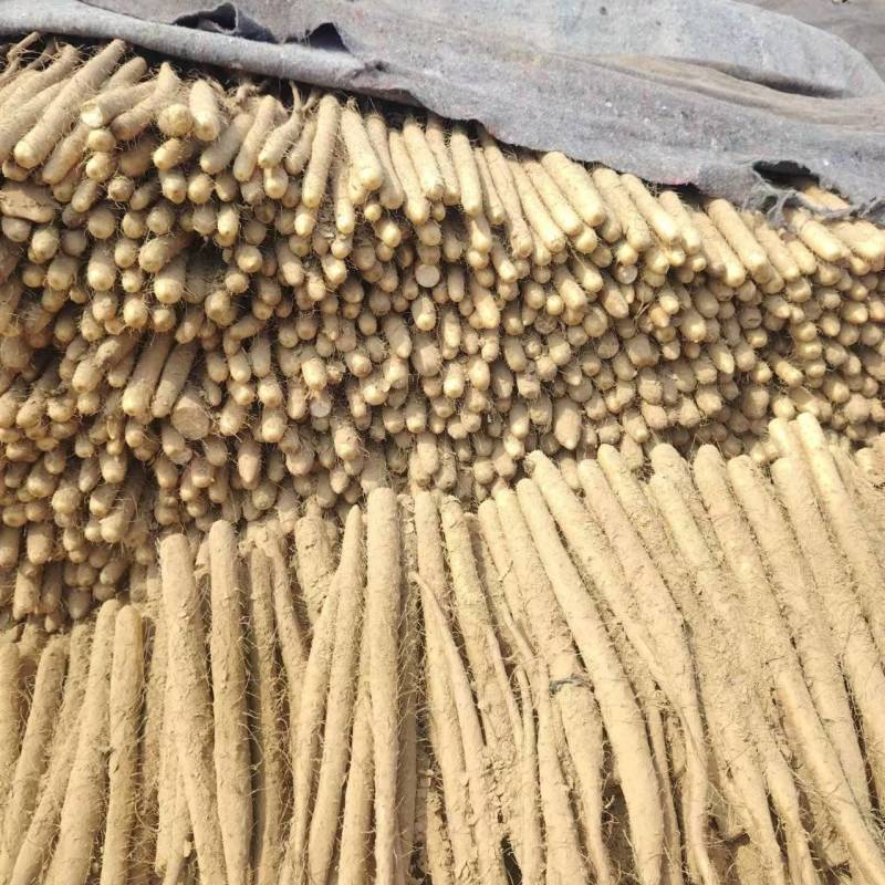 河北山药精品毛山药货源充足价格实惠欢迎联系