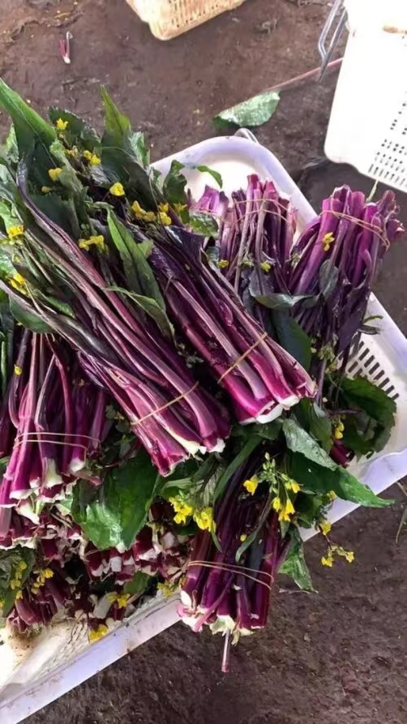 【优选】红菜苔大量上市货源充足量大从优