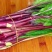 【优选】红菜苔大量上市货源充足量大从优