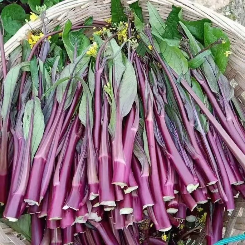 【优选】红菜苔大量上市货源充足量大从优