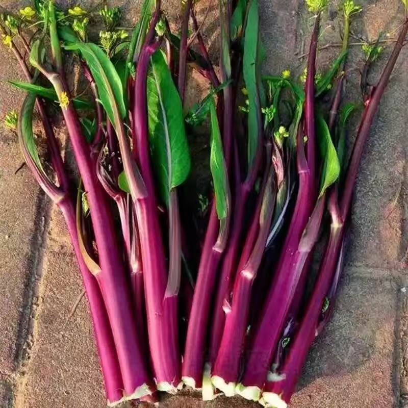 【优选】红菜苔大量上市货源充足量大从优