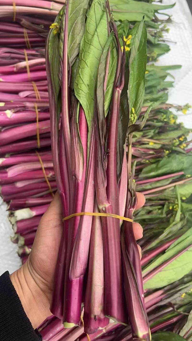 【优选】红菜苔大量上市货源充足量大从优