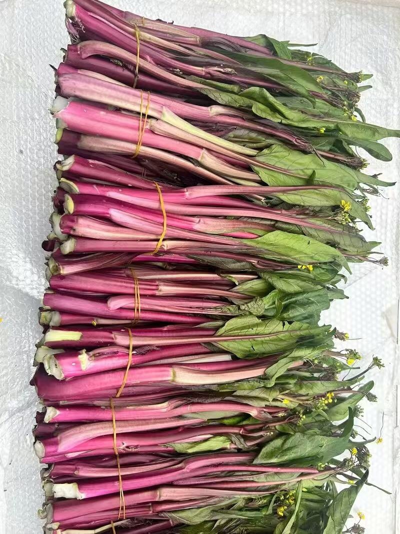 【优选】红菜苔大量上市货源充足量大从优