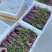 【优选】红菜苔大量上市货源充足量大从优
