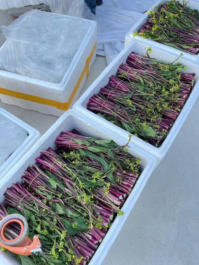 【优选】红菜苔大量上市货源充足量大从优