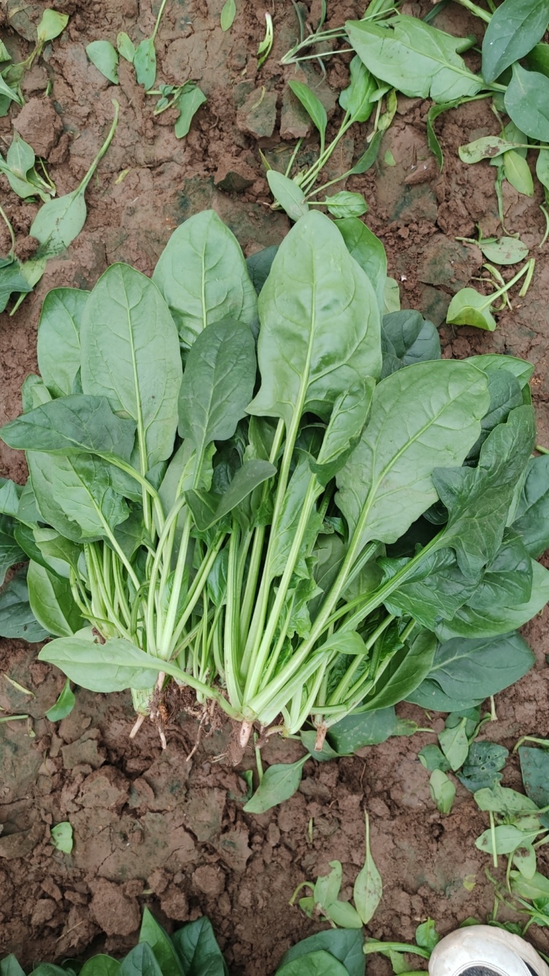 大棚菠菜