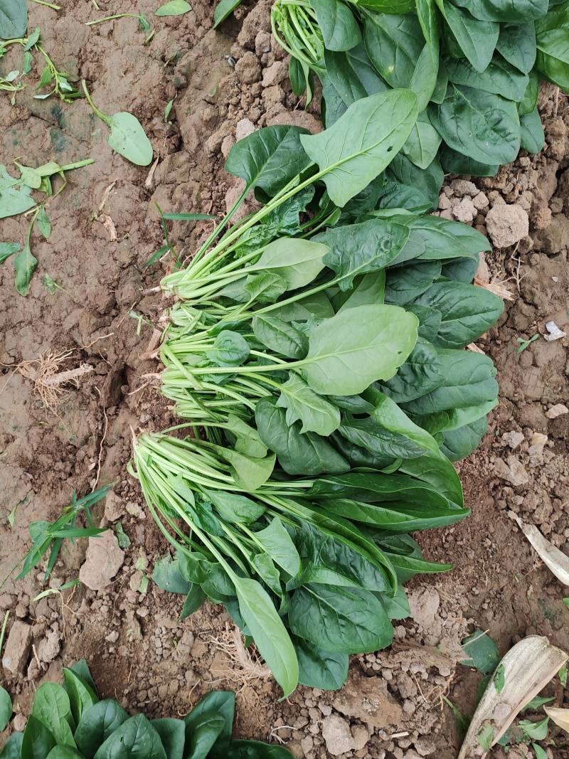 大棚菠菜
