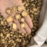 防风大片防风片产地货源大量供应中药材批发零售
